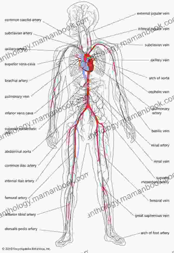 A Diagram Of The Human Circulatory System. Anatomy Advanced Wendall Thomas