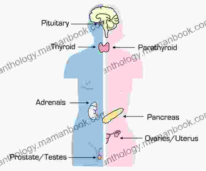 A Diagram Of The Human Endocrine System. Anatomy Advanced Wendall Thomas
