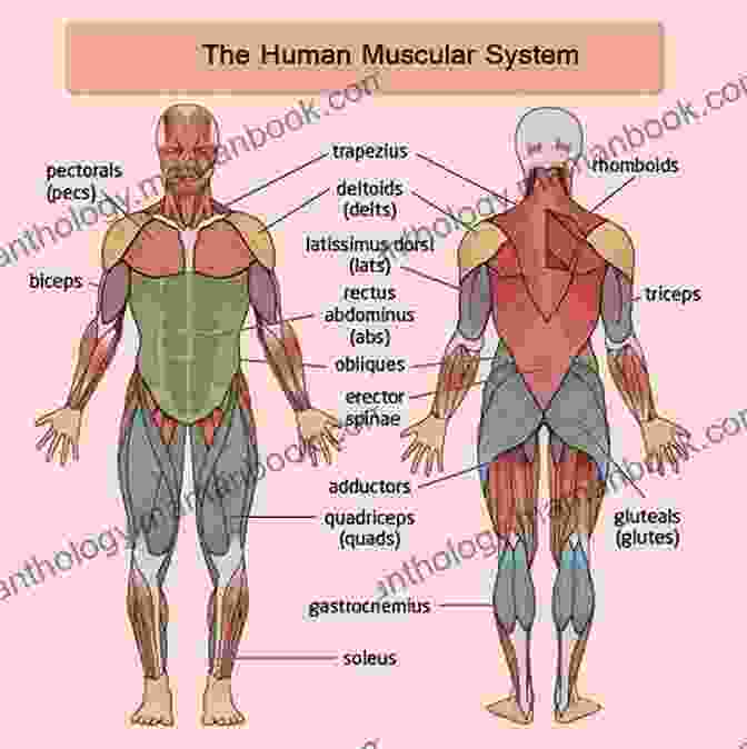 A Diagram Of The Human Muscular System. Anatomy Advanced Wendall Thomas