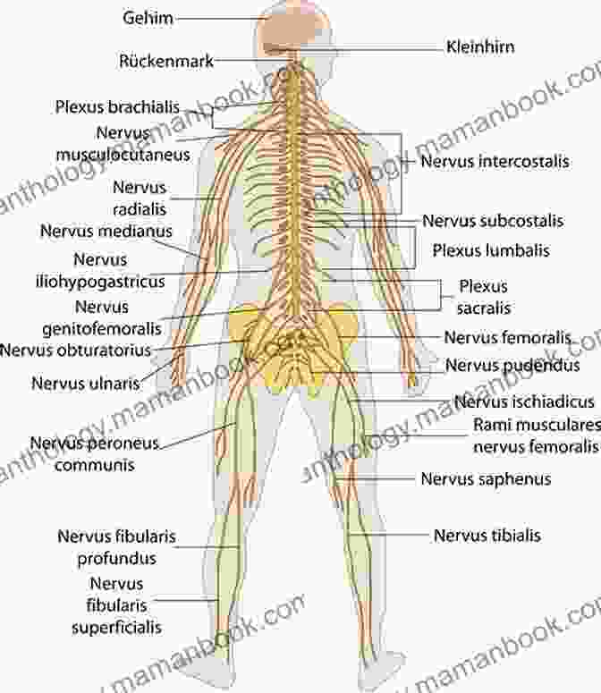 A Diagram Of The Human Nervous System. Anatomy Advanced Wendall Thomas