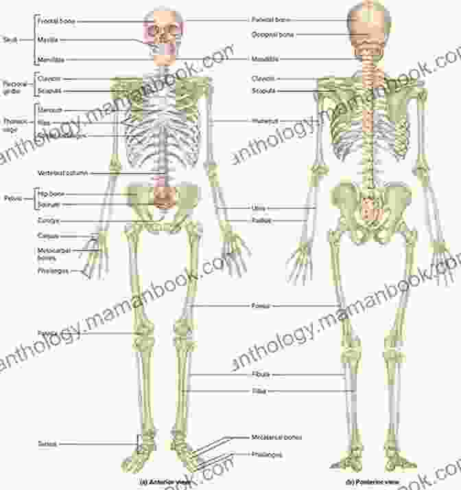A Diagram Of The Human Skeletal System. Anatomy Advanced Wendall Thomas