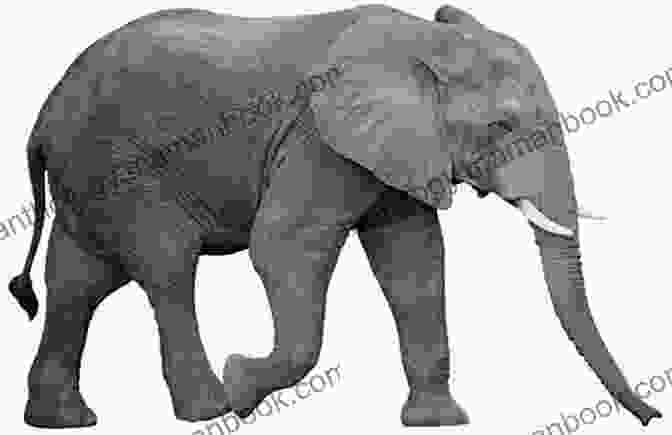 An Elephant Standing Next To A Chopping Block. The Elephant Is Gray And Has Large Ears And Tusks. The Chopping Block Is Made Of Wood And Has A Natural Color. Elephants And Chopping Blocks Retain Their Natural Color