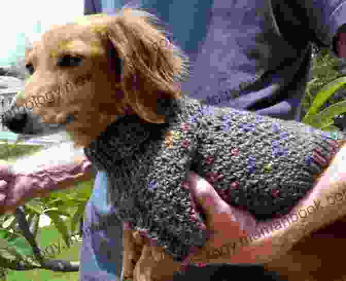 Image Of Miniature Dachshund Wearing A Lena Cozy Brioche Sweater Lena S Cozy Brioche Miniature Dachshund Dog Sweater Knitting Pattern