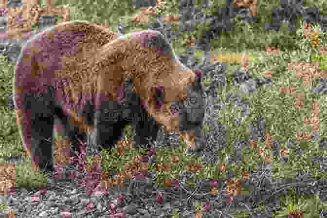 John Muir Observing A Group Of Grizzly Bears Feeding On Berries, Surrounded By Lush Vegetation And A Tranquil Stream Travels In Alaska John Muir