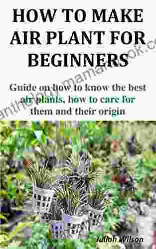HOW TO MAKE AIR PLANT FOR BEGINNERS: Guide On How To Know The Best Air Plants How To Care For Them And Their Origin