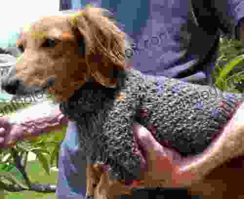 Lena S Cozy Brioche Miniature Dachshund Dog Sweater Knitting Pattern