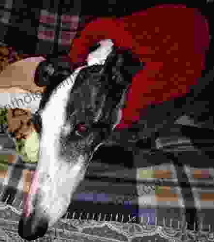 Rona S Eccentric Rib Greyhound Neck Snood